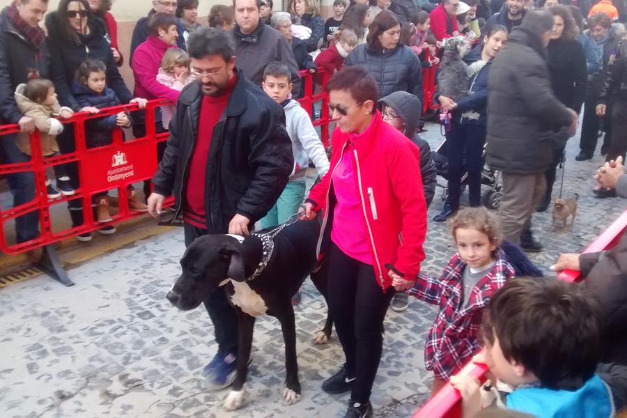 Bendición de los animales en las fiestas de Sant Antoni Ontinyent