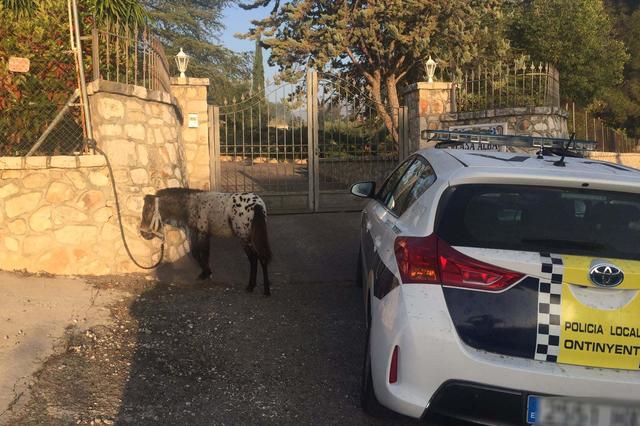 Un poni se extravía en el camí dels Presos de Ontinyent