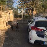 Troben un poni solt en el camí dels Presos d'Ontinyent