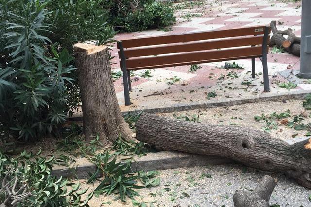 Talen 17 arbres de la plaça de la Concepció per risc de caiguda 