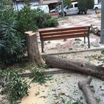 Talen 17 arbres de la plaça de la Concepció per risc de caiguda 