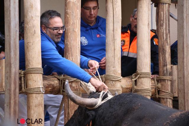 L'Embolà dóna inici al Bou en Corda d'Ontinyent