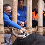 La 'Embolà' da inicio al Bou en Corda de Ontinyent