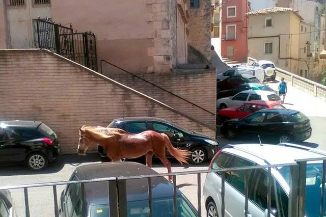 La Policía local de Bocairent captura un caballo que se había escapado