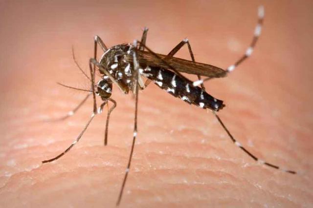 Una charla informará sobre las medidas contra el mosquito tigre