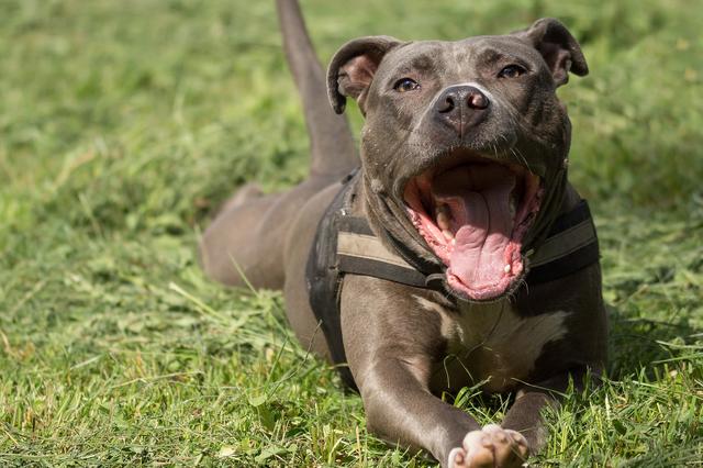 La Policía de Ontinyent confisca varios perros de raza peligrosa