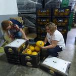 Calculan 15.000 quilos de "Meló d'Or" de Ontinyent