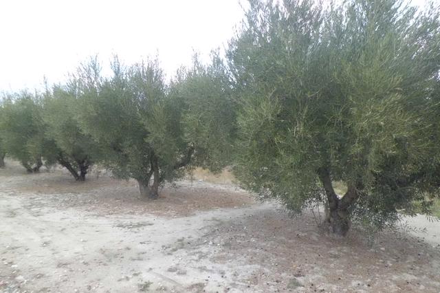La campaña de la aceituna en Ontinyent espera batir récord