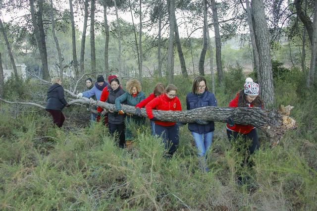 Les fiestas de Sant Antoni calientan motores con la recogida de leña