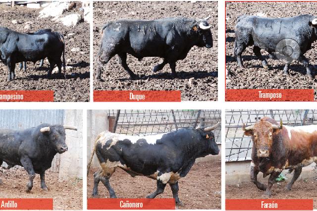 Escogidos los toros de la Purísima 2018