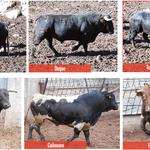 Escogidos los toros de la Purísima 2018