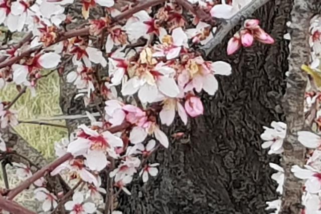 Tiempo de almendros en flor