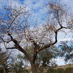 Ontinyent recibe la primavera con una mínima de -1º