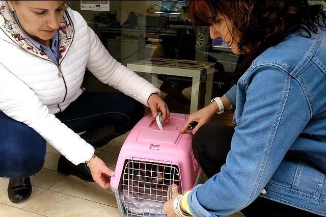 La Protectora La Vall, desbordada ante el aumento de abandonos en época de celo 