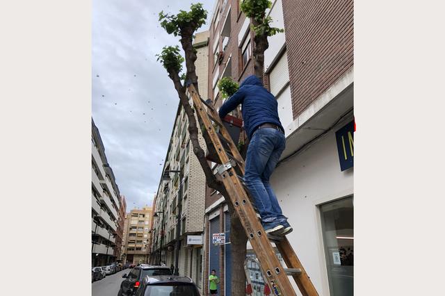 Un apicultor retira un eixam d'abelles d'un arbre del carrer Julio Capuz