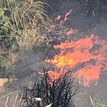 Un incendio calcina una zona de cañar en Ontinyent