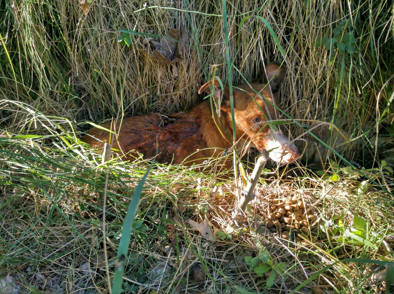 L'animalet va ser trobat entre matolls