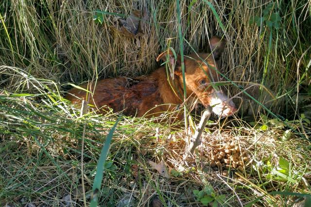 Troben un gosset abandonat amb un gran tall al llom i les costelles trencades