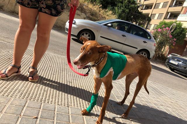 Gus, el gosset trobat amb greus ferides, evoluciona favorablement 