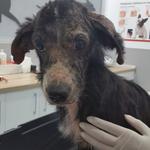 La Protectora La Vall denuncia el aumento de abandono de animales durante el verano