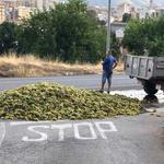 Un tractor pierde la carga de uva en el camí dels Presos