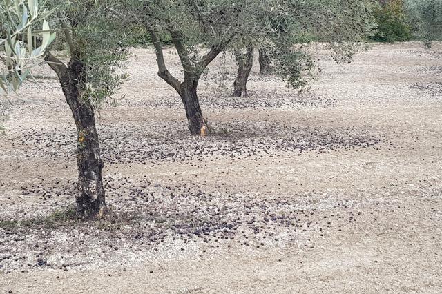 Las lluvias y el fuerte viento provocan la pérdida de más de 400.000 kilos de aceituna