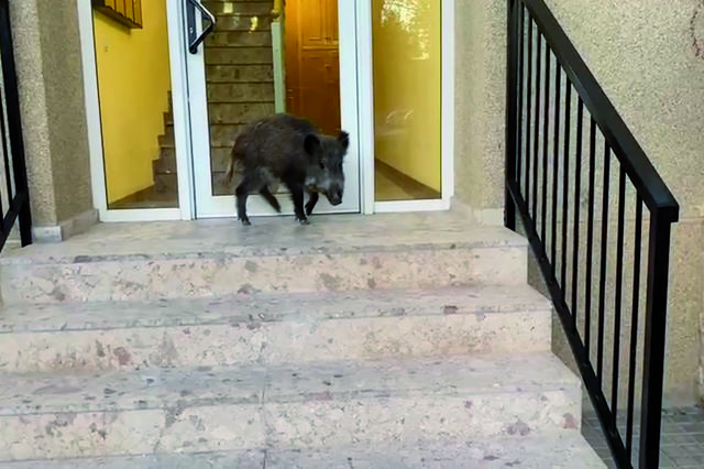 Un javalí passa el cap de setmana de passeig per Ontinyent