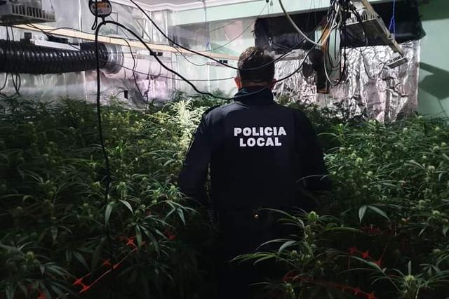 Un aviso por intento de suicidio descubre una plantación de marihuana en Albaida