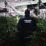 Un avís per intent de suïcidi descobrix una plantació de marihuana a Albaida