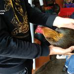 Detenidas 3 personas por celebrar peleas de gallos clandestinas 