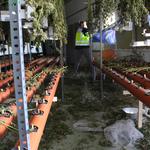 Desmantelan una plantación indoor de marihuana 