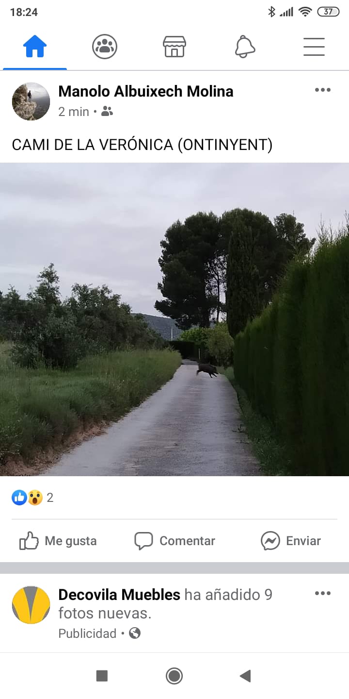 Imagen de un jabalí en el camí de la Verónica