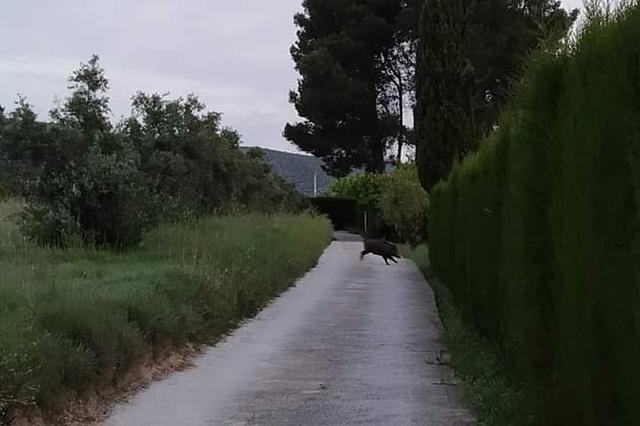 Los jabalíes se acercan a la ciudad
