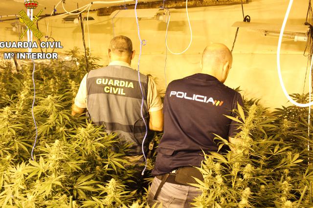 Desmantellat un grup dedicat a la gestió integral de macro-plantacions de marihuana