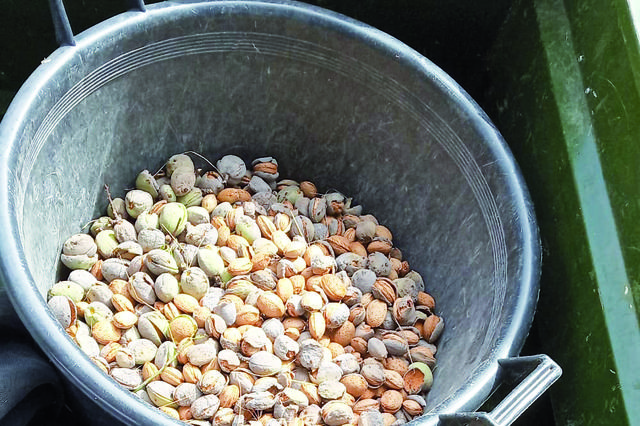 La meteorología y las importaciones provocan una temporada “ruinosa” para la almendra