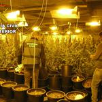 Desmantelan un cultivo con más de 2.000 plantas de marihuana 