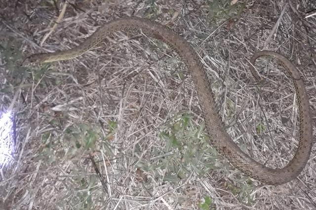 Una serp sorprén els veïns del carrer Alcalde Paco Montés
