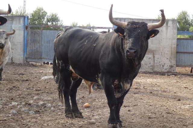 Los toros escogidos: más jóvenes y de menor peso que años anteriores