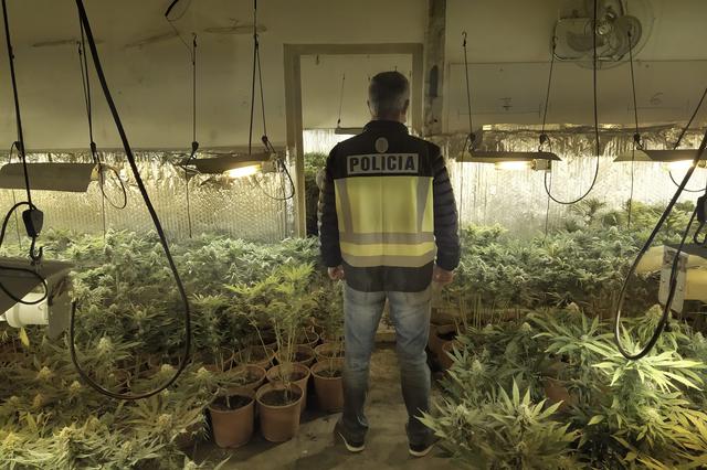 Desmantelado un laboratorio indoor de marihuana