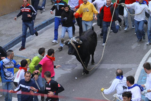 El bou de la Puríssima ja té ramaderies