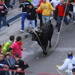 El bou de la Purísima ya tiene ganaderías