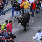 El bou de la Puríssima ja té ramaderies