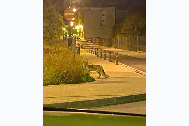 Un visitante especial pasea por El Llombo