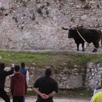 Ontinyent vive su primer día de "bou"