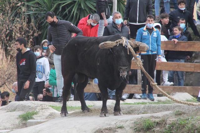 Ontinyent conclou els dos dies de “bou en corda”