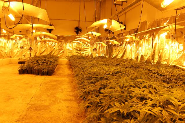 Intervenidos 2.000 kilogramos de marihuana y detenidas 137 personas 