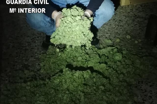 La Guardia Civil desmantela un cultivo de marihuana con más de 700 plantas