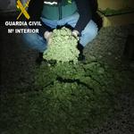 La Guàrdia Civil desmantella un cultiu de marihuana amb més de 700 plantes