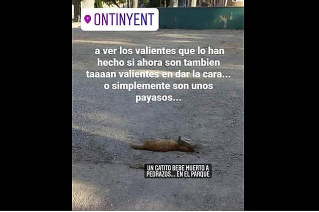 Denuncian el apedreamiento a un gato en La Glorieta