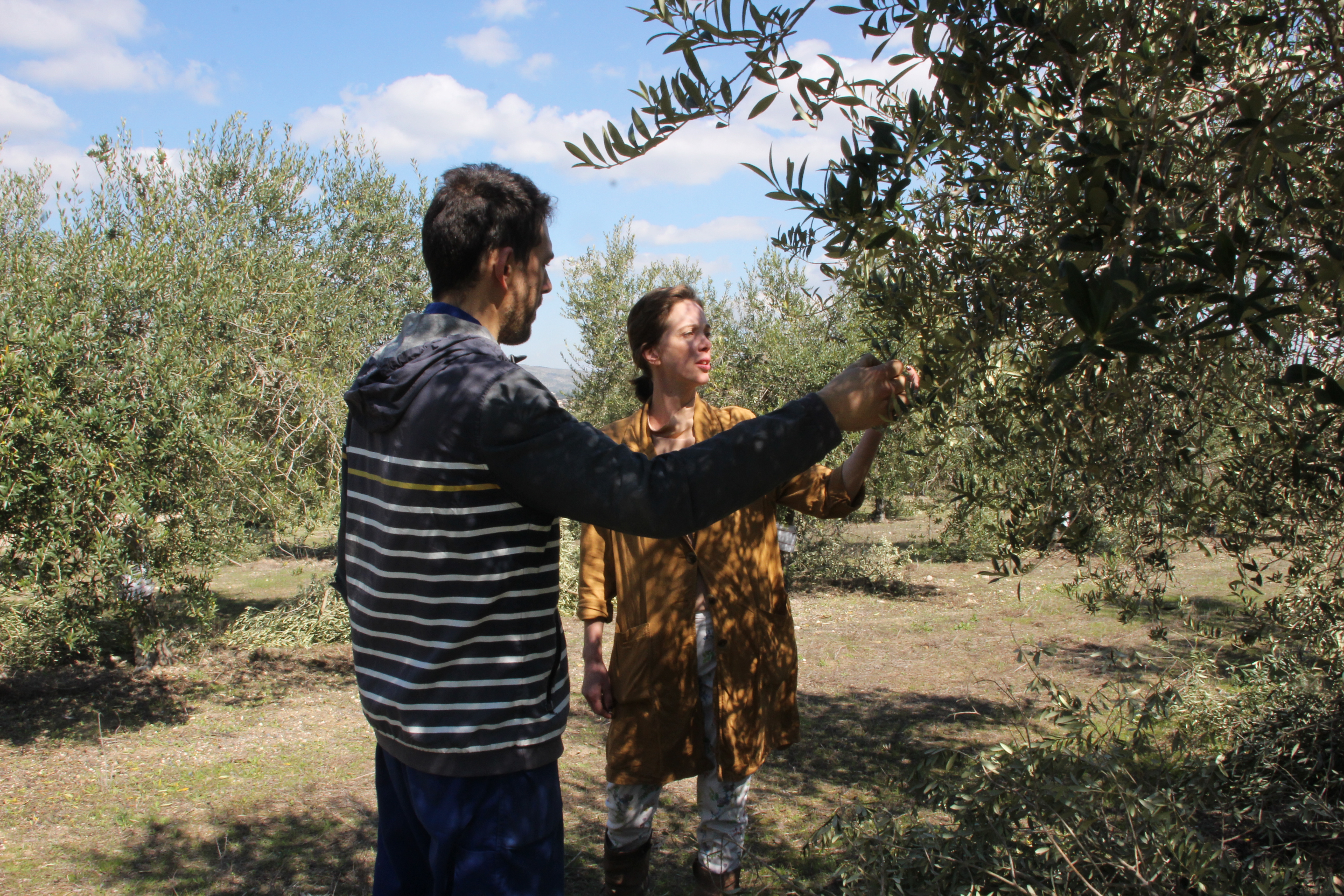 Steffie Phlippen i Amador Ribera veient les olives 